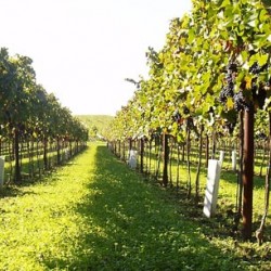 Martin Kohl Martin Kohl VINEYARD