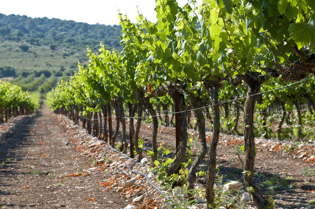 latium local vineyard